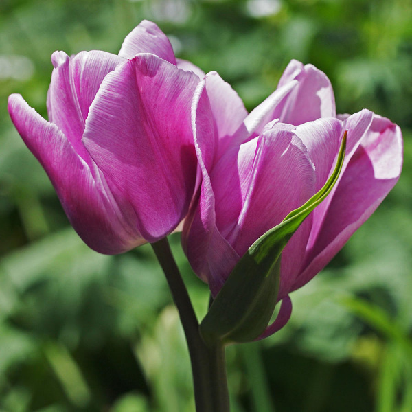 Тюльпан Purple Bouquet