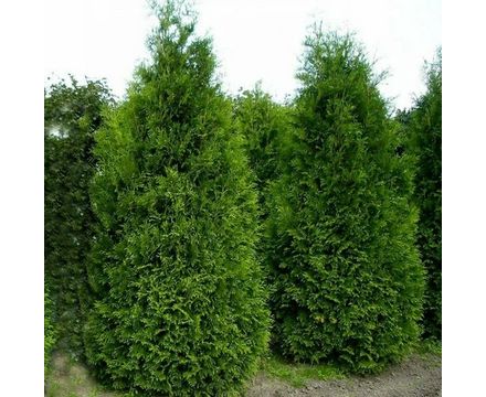 Туя западная Брабант С26 140-160см
