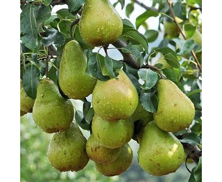 Груша Просто Мария 3х-летка С7 
