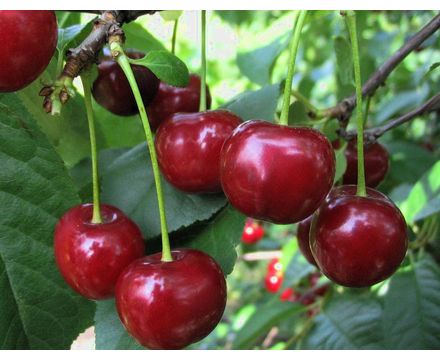 Дюк Спартанка 4-х летка С10 