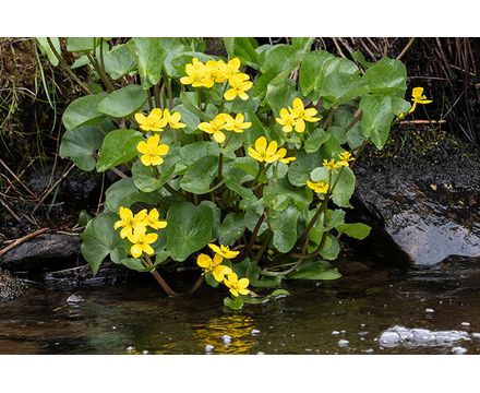 Калужница болотная Р9 