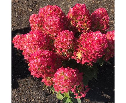Гортензия метельчатая (Hydrangea paniculata Living Creations Little Rosy) C3 