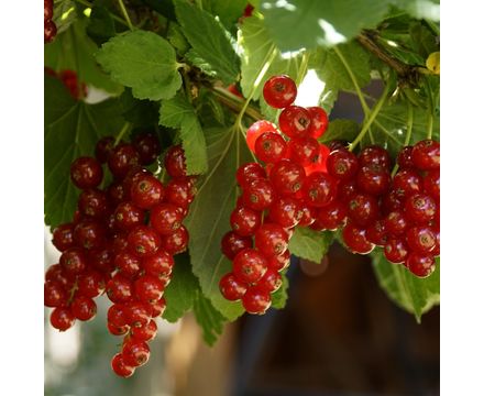 Смородина красная Серпантин 50-60см горшок С3 