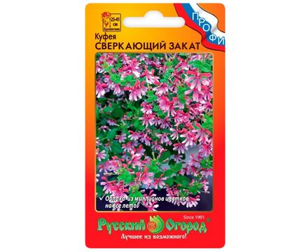 Куфея Сверкающий закат (4 шт) Русский огород 