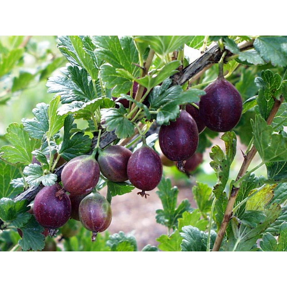 Крыжовник Сливовый (горшок 2л)