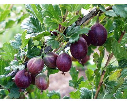 Крыжовник Сливовый (горшок 2л)
