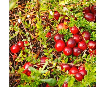Клюква Мак Фарлин Р9 