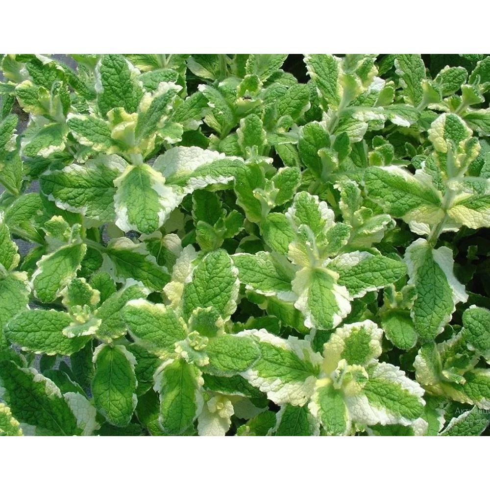 Мята ананасная Variegata С2 