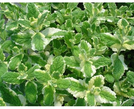 Мята ананасная Variegata С2 