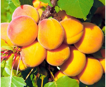Абрикос Сибирский Королевский 1-х летка (горшок 25л)