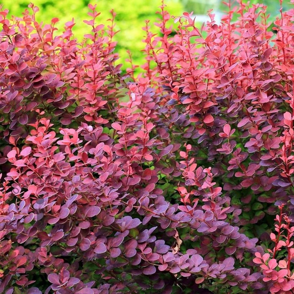 Барбарис Тунберга Atropurpurea С2-С3 