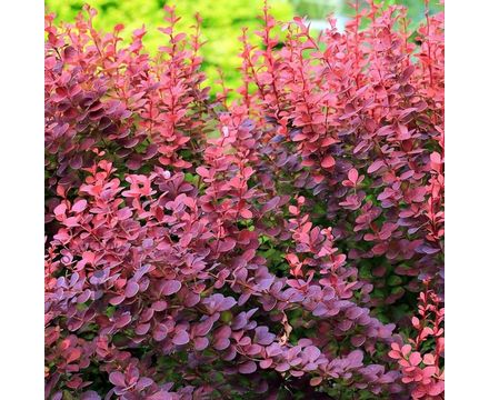 Барбарис Тунберга Atropurpurea С2-С3 