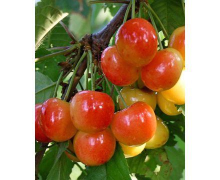 Черешня Поэзия С4