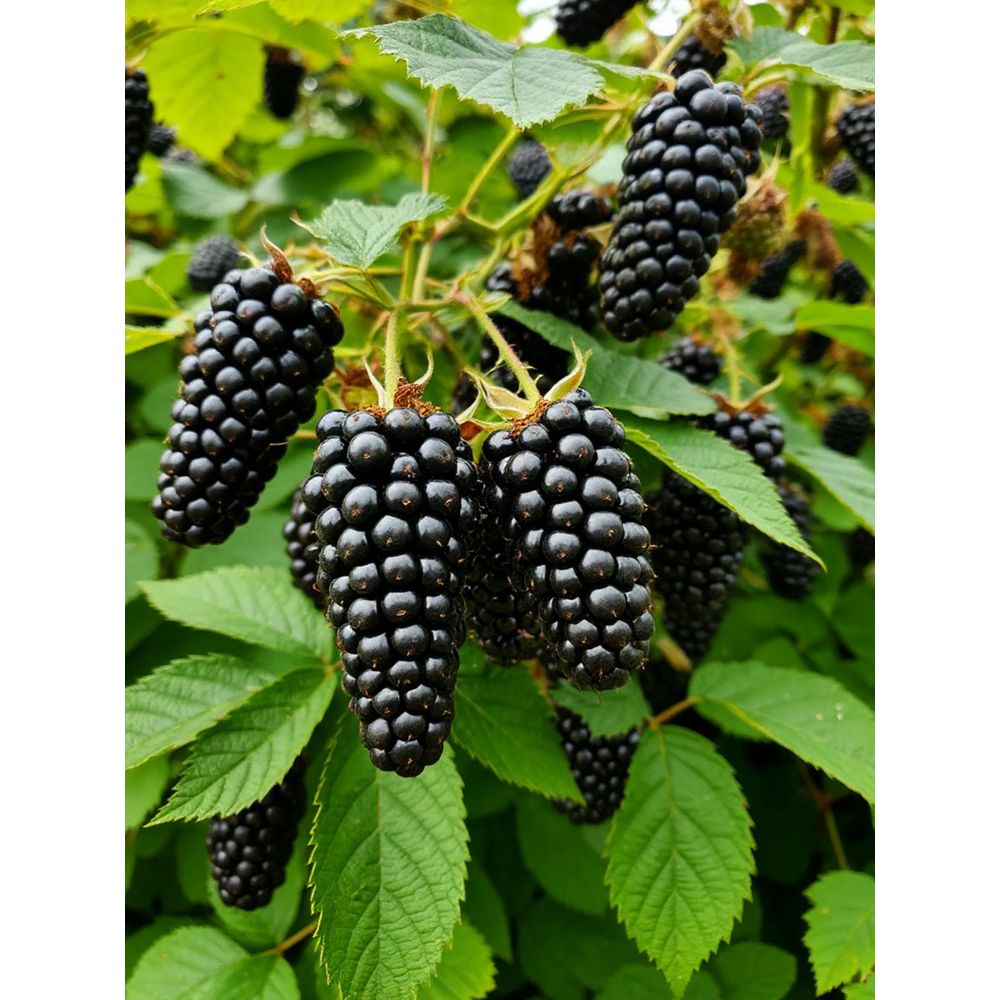 Ежевика Блек Буте, Black Butte (ранний) Р9 