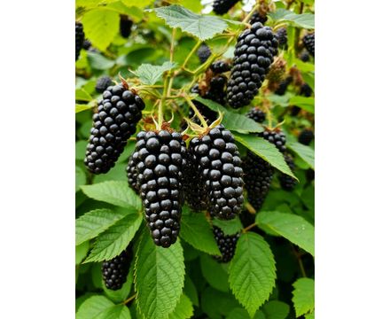 Ежевика Блек Буте, Black Butte (ранний) Р9 