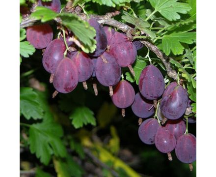 Крыжовник Черносливовый (горшок 2л)