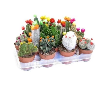 Кактус микс (с цветами) D9  