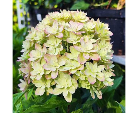 Гортензия метельчатая (Hydrangea paniculata Мечта Лесково) C7,5 