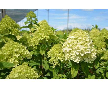 Гортензия метельчатая (Hydrangea paniculata Little Lime) C5 
