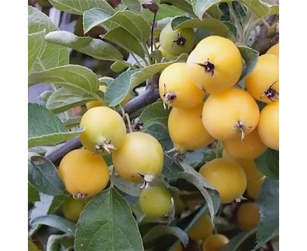 Яблоня Китайка Золотая 1-летка горшок 5л 