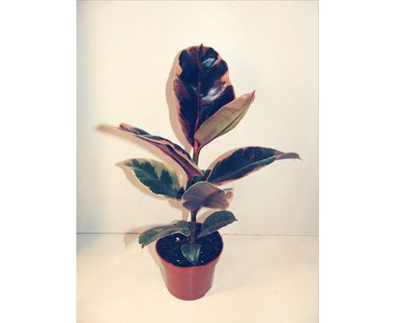 Фикус Белиз 40/12 