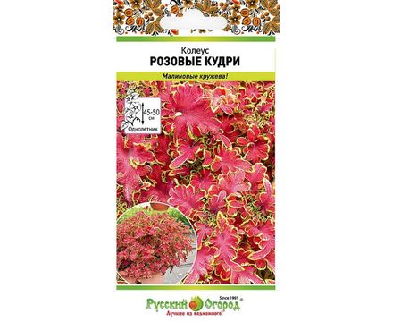 Цветы Колеус Розовые кудри 10шт Русский огород									