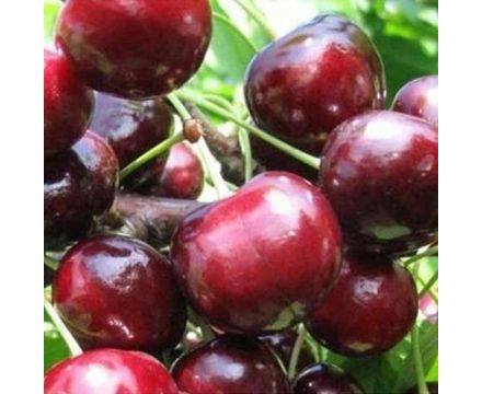 Черешня Любимица Астахова с4