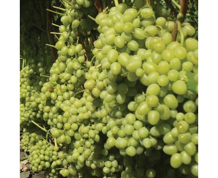 Виноград Аркадия (Настя) саженец (горшок 0,8л)