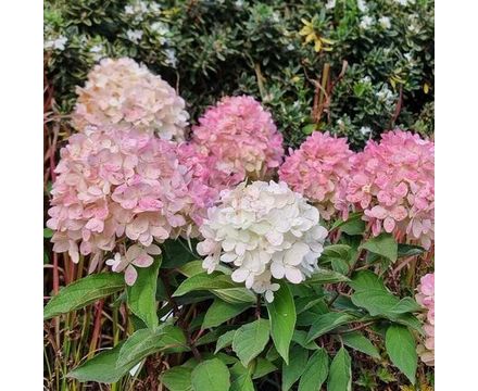Гортензия метельчатая (Hydrangea paniculata Magical Fuji) С5 
