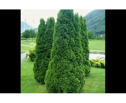 Туя западная Холмструп С5