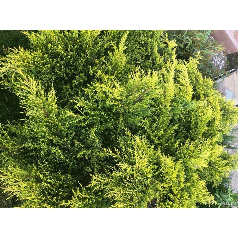 Можжевельник китайский Куривао Голд С2
