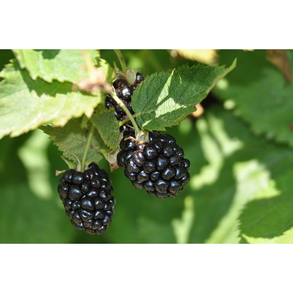 Ежевика горшок 2л