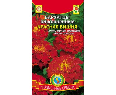 Бархатцы отклоненные Красная вишня 45шт Плазменные семена