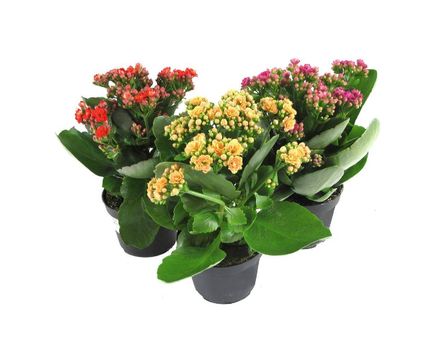 Каланхое Каландива микс D9