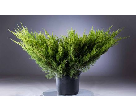 Можжевельник средний Mint Julep С2-С3 