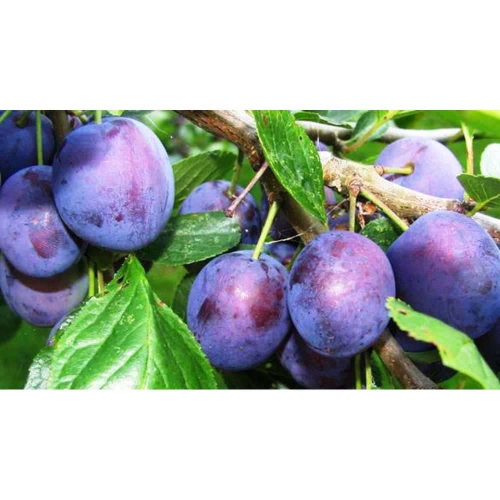 Алыча Слива горшок 7л 