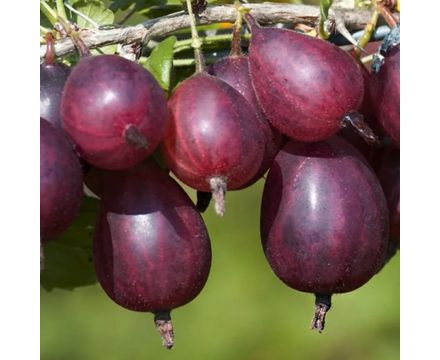 Крыжовник Черносливовый Р9 