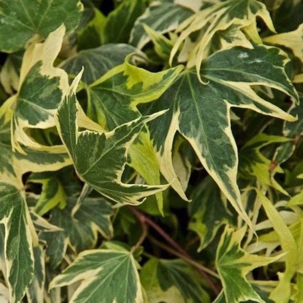 Плющ Yellow Ripple D9 