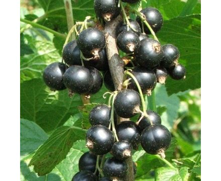 Смородина черная Бинар 2х-летка ОКС