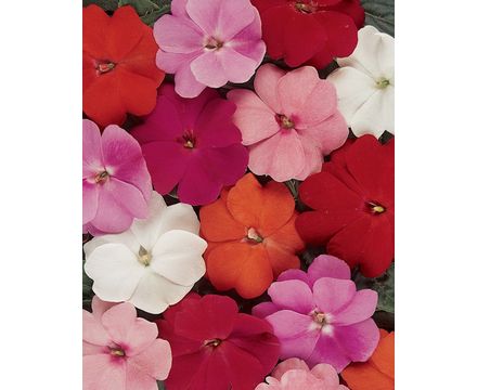 Бальзамин Новогвинейский смесь D-12