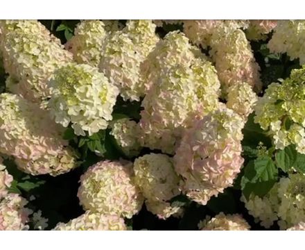 Гортензия метельчатая (Hydrangea paniculata Bee Sweet) C5 