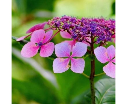 Гортензия пильчатая (Hydrangea serrata Barca) С3 