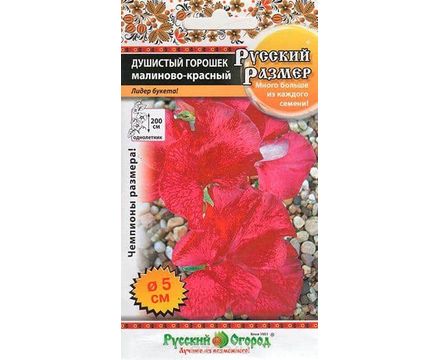 Цветы Душистый горошек Малиново-Красный Русский размер 6шт  Русский огород