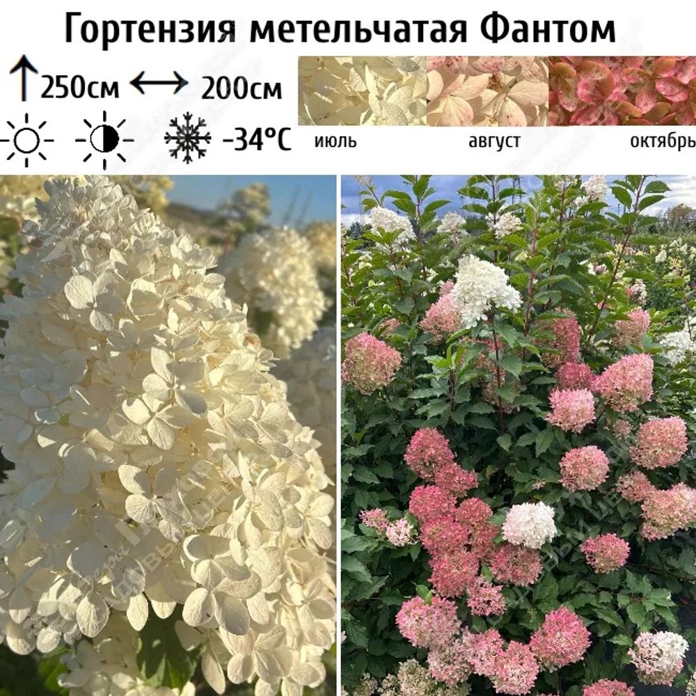Гортензия метельчатая Фантом штамбовая (горшок 4л) 