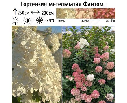 Гортензия метельчатая Фантом штамбовая (горшок 4л) 