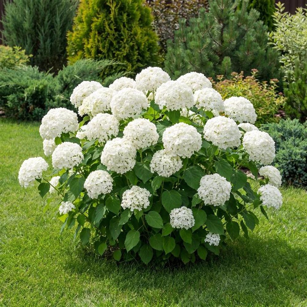 Гортензия древовидная Вайт Болл (White Ball) Р9 