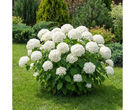 Гортензия древовидная Вайт Болл (White Ball) Р9 