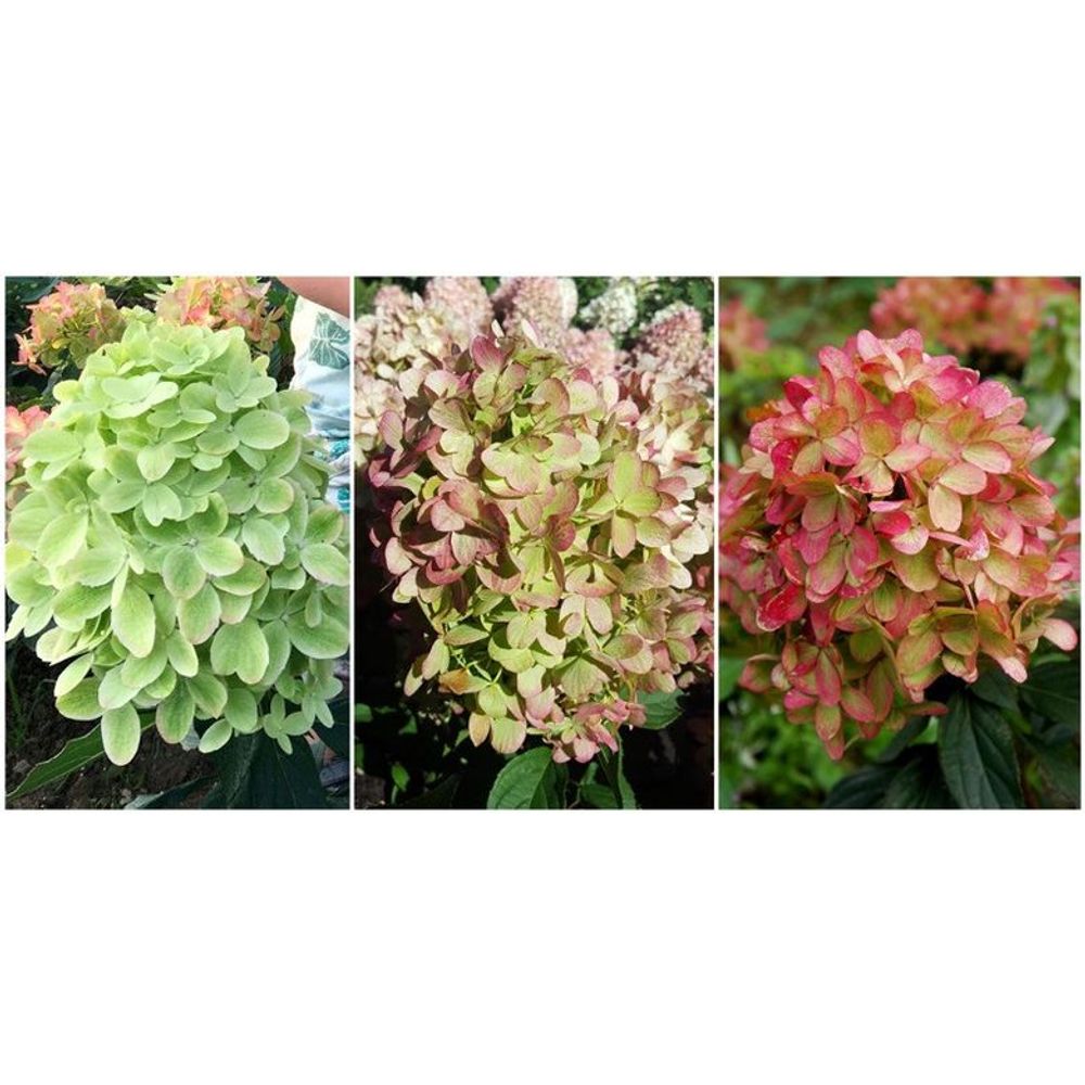 Гортензия метельчатая (Hydrangea paniculata Graffity) C5 