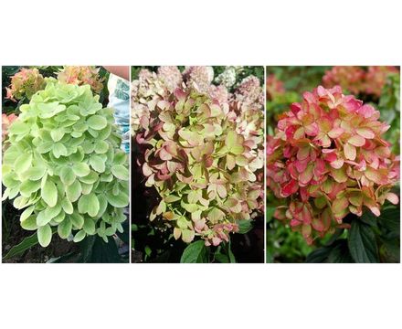 Гортензия метельчатая (Hydrangea paniculata Graffity) C5 