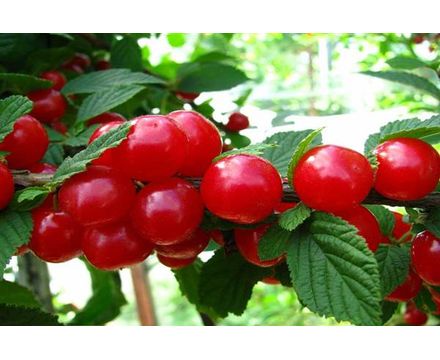Вишня войлочная Сказка горшок 1 летка горшок 0,7л 